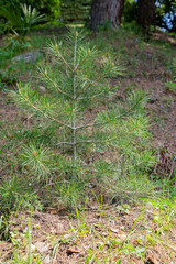 Little young small fir tree close up in spring summer forest