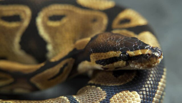 Royal Python or Python regius on wooden snag in studio against a white background. Close up.