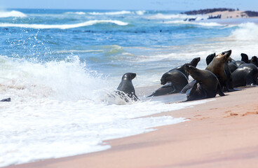 seals in the waves near the ocean