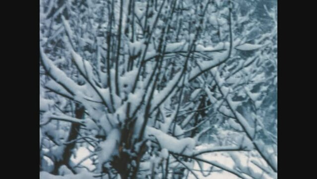 Italy 1969, Branches covered with snow