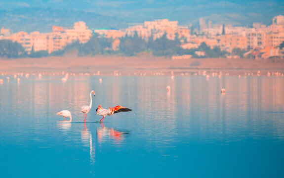 A flock of birds Pink flamingos walk along the blue salt lake of Cyprus in the city of Larnaca. Romance concept, tender love background. Beautiful nature, the world of wild animals.