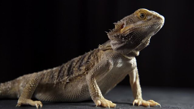 bearded dragon on ground with dark background.
