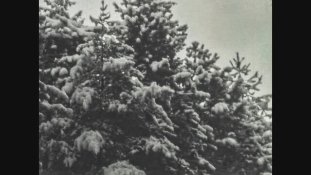 Italy 1964, Snow covered pines detail
