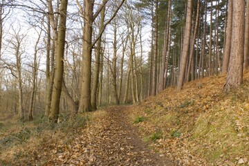 Fototapeta na wymiar Tall beech and pine trees along a woodland footpath