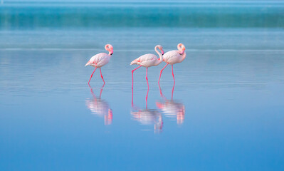 A flock of birds Pink flamingos walk along the blue coast. Romantic concept, gentle love background. Beautiful nature, the world of wild animals. Caribbean Sea.
