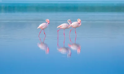 Gardinen A flock of birds Pink flamingos walk along the blue coast. Romantic concept, gentle love background. Beautiful nature, the world of wild animals. Caribbean Sea. © Vera