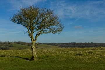 Fototapeta na wymiar Solitary windswept tree on a hill in early spring