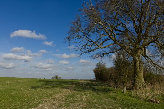 Large beech tree and grass farmland in early spring © Brent