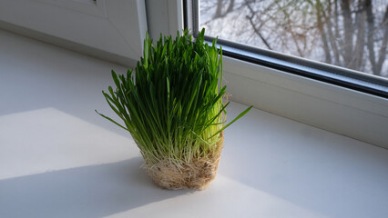 Green grass in a window