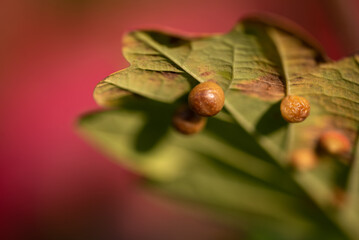 Kulista narośl na liściu dębu szypułkowego (Quercus roburgalasy), dębianka, galas lub...