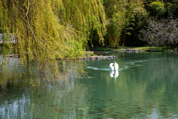 white swan swimming in the lake, a magical spring landscape with a beautiful elegant bird, young green foliage on the trees, a willow by the pond