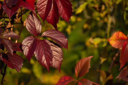 Purpurowy liść winobluszczu pięciolistkowego (Parthenocissus quinquefolia), drugi plan rozmyty jasny. Polska jesień.