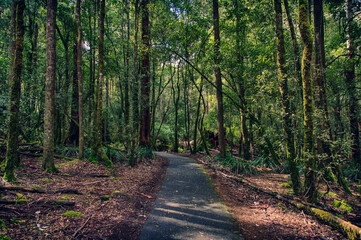 Exploring the Forest