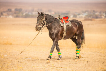 Horses are large. Harnessed and saddled, the horses are tied to a stall in a green meadow....