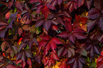 Winobluszcz pięciolistkowy (Parthenocissus quinquefolia) porastający płot, złota polska jesień.