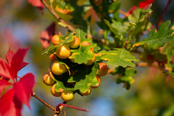 Dąb szypułkowy (Quercus robur), liście zajęte przez szkodniki w kokonach w kształcie kuli. - obrazy, fototapety, plakaty