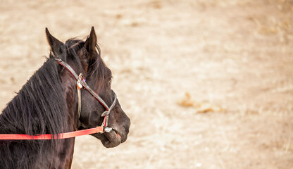 Horses are large. Harnessed and saddled, the horses are tied to a stall in a green meadow....