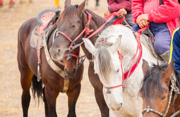Horses are large. Harnessed and saddled, the horses are tied to a stall in a green meadow....
