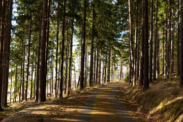 Fototapeta premium Forest road in South Czechia. Early spring.