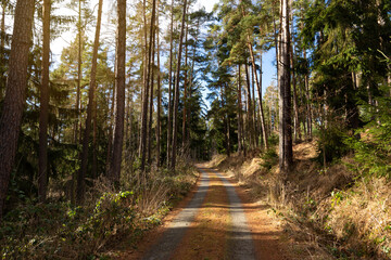 Forest road in South Czechia. Early spring.