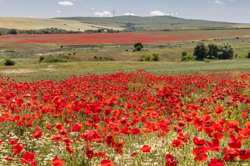 Beautiful landscape, flower field with bright red poppies and white daisy flowers, green grass and trees, on background high hills, Bulgaria