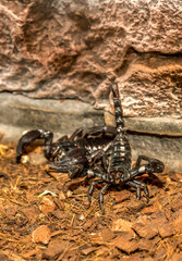 Imperial scorpion close-up on the ground. Black big scorpion. animal scorpion alive