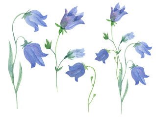 Watercolor set with campanula or bellflower isolated on white. Great for  design of fabrics, wrapping papers, wallpapers, home posters, greeting cards. Beautiful blue meadow or  wild flowers. - obrazy, fototapety, plakaty