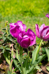 Fototapeta premium Close-up view on the button of violet, purple tulip flower in spring