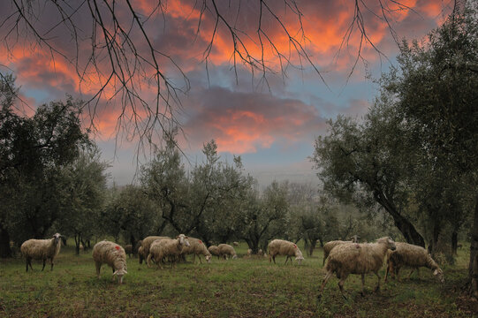 Hermosa escena rural con ovejas y borregos pastando en un campo de olivos bajo un rojo cielo invernal en Asisi (Italia)