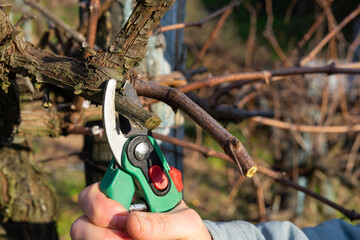 Man's hands cutting branch of wine vine plant. Vine pruning.