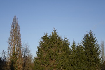 Fir trees and empty foliage tree under a blue Siegerland winter sky (horizontal), Dahlbruch, NRW, Germany