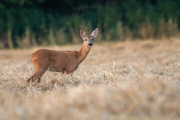 Naklejka na ściany i meble Cute roe deer, Capreolus capreolus on a meadow during summer