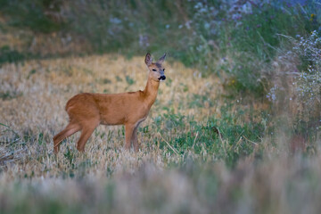 Naklejka na ściany i meble Cute roe deer, Capreolus capreolus on a green meadow during summer