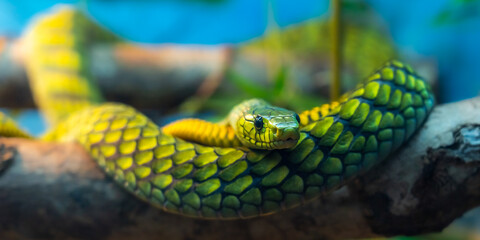 Green snake head close up with background blur