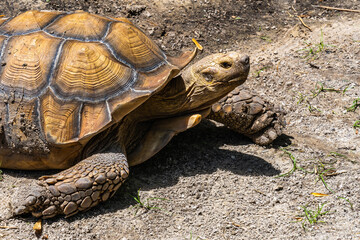 Close-up of a giant tortoise at the Orlando Zoo, Florida