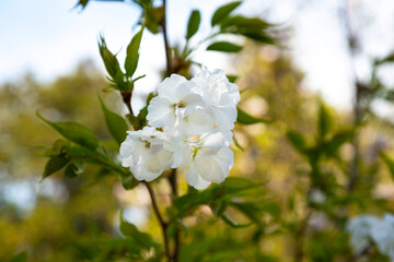 Cherry blossoms over blurred nature background Spring flowers Spring Background