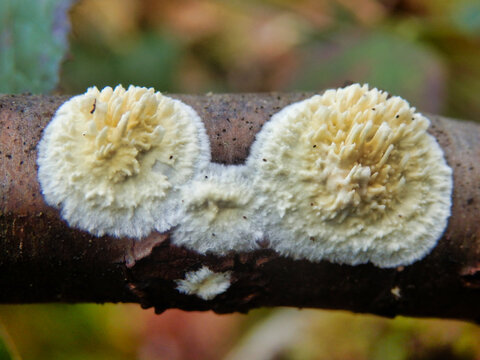 Close up of the fungus Coniophora puteana creeping along a rotting tree branch
