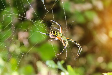 Spider sitting on its web. close up macro shot