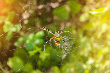 Spider sitting on its web. close up macro shot