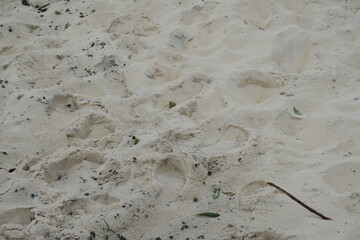 Fototapeta na wymiar FU 2021-10-22 Kurbis 47 Im Sand sind Abdrücke und Fußspuren