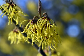 Gelbe Bl&uuml;te einer Chinesischen Zaubernuss