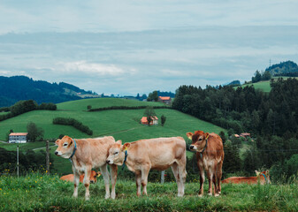 Cows 