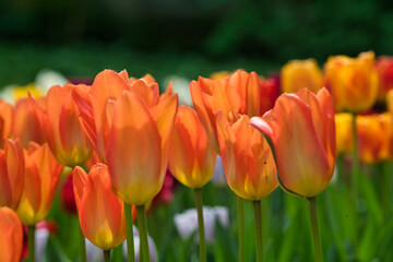 Obraz premium Bunte Tulpen im Beet