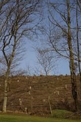 Fototapeta na wymiar Deforestation of Siegerland mixed forest due to climate change, bark beetles and winter storms (vertical), Allenbach, NRW, Germany