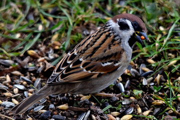 Der Sperling in Großaufnahme hat eine oranges Kügelchen in seinem Schnabel