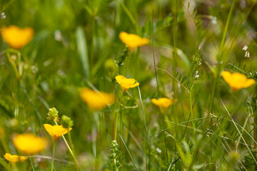 Fleurs jaunes