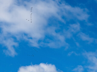 high in the sky small groups of migratory birds