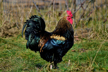 Ein stolzer, farbenprächtiger Hahn