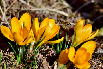 Eine Honigbiene fliegt zwischen den gelben Krokusblüten