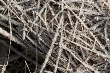 grass covered with ice and frost in the winter season